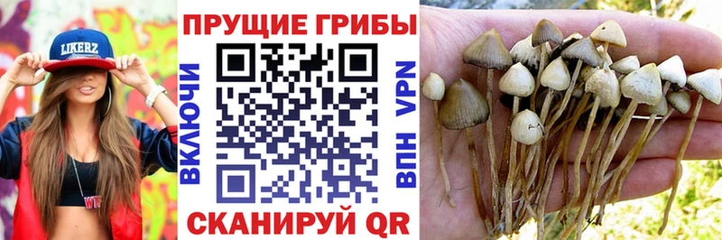 Галлюциногенные грибы мицелий  Ногинск 